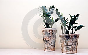 Two pot plants photo