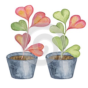 Two pots with hoya kerrii plants in watercolor