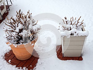 Two pots white and orange with clipped snow-covered bushes stand on a tile covered with snow