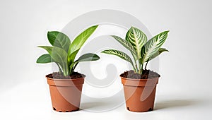 Two potted houseplants with different leaf patterns side by side