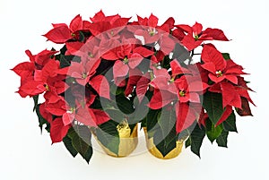 Two Potted Poinsettia Plants on White