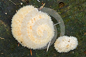 Two Powderpuff brackets