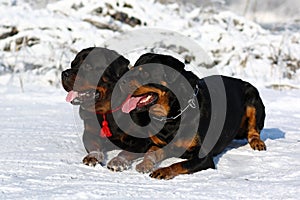 Two powerful dog breed Rottweiler walking in the winter on the s