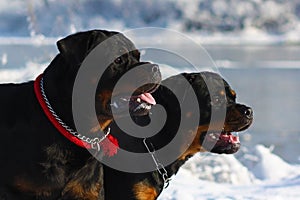 Two powerful dog breed Rottweiler walking in the winter on the s