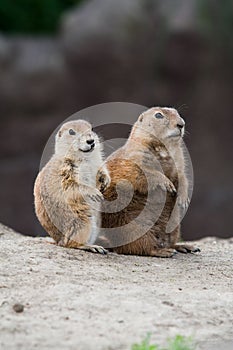 Two prairie dogs