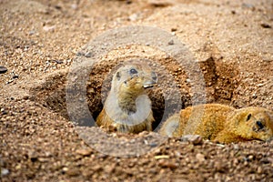 Two Prairie Dogs