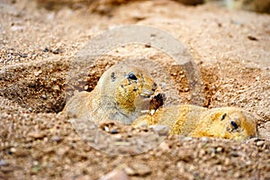 Two Prairie Dogs