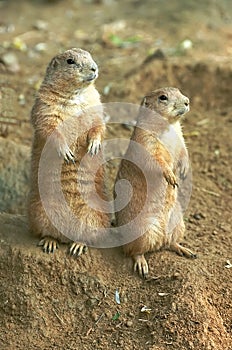 Two prairie dogs