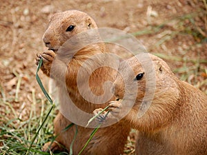 Two prairie dogs