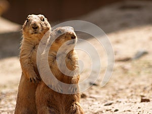 Two Prairie Dogs