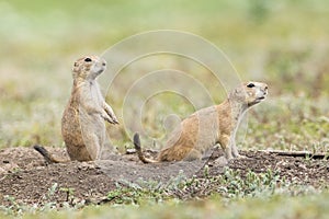 Two prairie dogs on alert