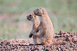 Two prairie dogs on alert