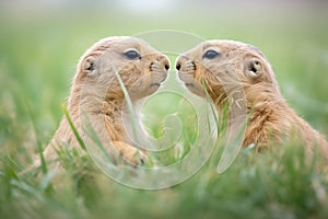 two prairie dogs chirping face-to-face in grass