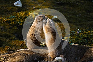 Two Prairie Dogs cuddling and kissing each other. Wildlife Concept. Cynomys ludovicianus