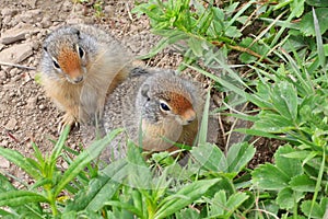 Two Prairie Dogs Deciding What to Eat