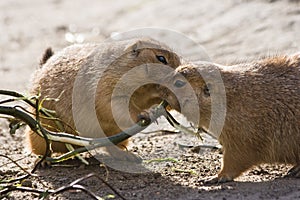 Two prairie dogs eating branch