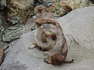 Two prairie dogs eating with their hands