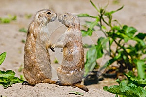 Two prairie dogs give each other a kiss