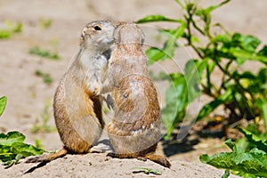 Two prairie dogs give each other a kiss