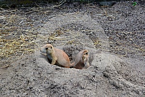 Two prairie dogs in hole