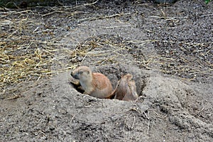 Two prairie dogs in hole