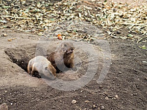 Two prairie dogs looking out from their hole