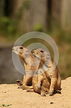 Two prairie dogs looking to the left