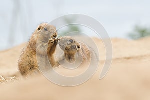 Two prairie dogs, one eating