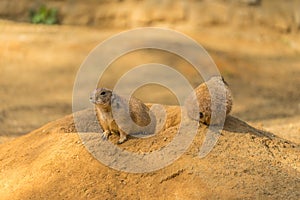 Two prairie dogs. Prairie dog doing security.