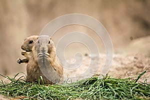 Two prairie dogs, small rodent, eating