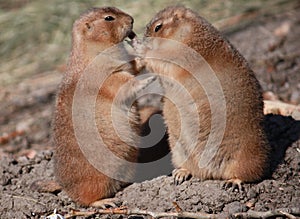 Two prairie dogs in a zoo.