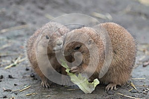 Two prairy dogs eating