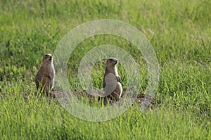 Two Prarie Dogs in a Field