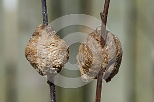 Two Praying mantis nests on different colored twigs