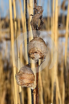 Two Praying Mantis Nests, one facing forward and another sideways.