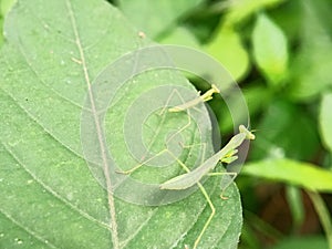 two praying mantises on a green leaf, both looking down photo