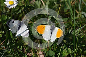 Two pretty butterflys with wings orange and white