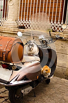 Two pretty cats are resting on a parked vintage scooter. A stray cats lie on a motorcycle. Concept of animals in big city.