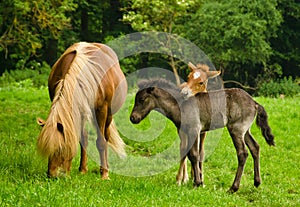 Two pretty and cute foals, a black one and a chestnut, Icelandic horses, are playing and grooming together in the meadow, near the