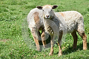Two pretty lambs on pasture