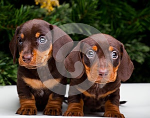 Two pretty puppy dachshund dog happy new year 2018