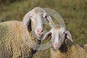 Sheep with Burdock