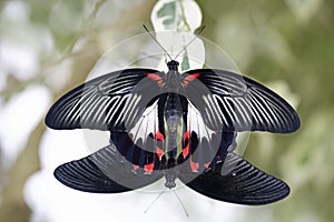 Two pretty swallowtailed butterflies mating photo