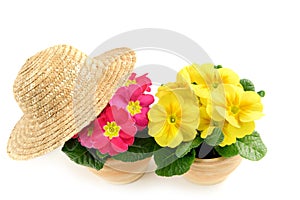 Two primula in pink and yellow with sun hat.