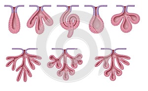 Two principal types of glands exist: exocrine and endocrine