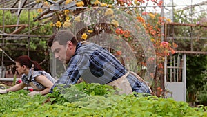 Two professional gardeners are caring for sprouts and seedlings in greenhouse, hands close-up.