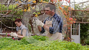 Two professional gardeners are caring for sprouts and seedlings in greenhouse, hands close-up.