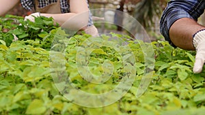 Two professional gardeners are working in greenhouse, hands close-up.