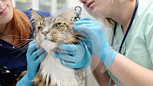 Two professional veterinarians checking ears of Maine Coon cat with otoscope in veterinary clinic