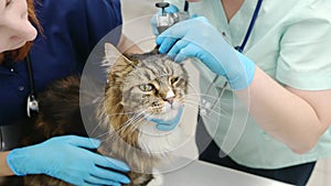 Two professional veterinarians checking ears of Maine Coon cat with otoscope in veterinary clinic